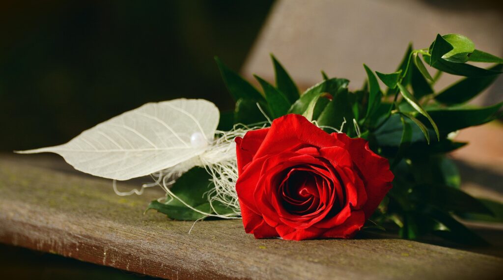 congerdesign-rose-1711224_1920