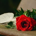 congerdesign-rose-1711224_1920